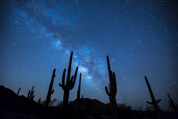 Desert cacti at night against starry sky