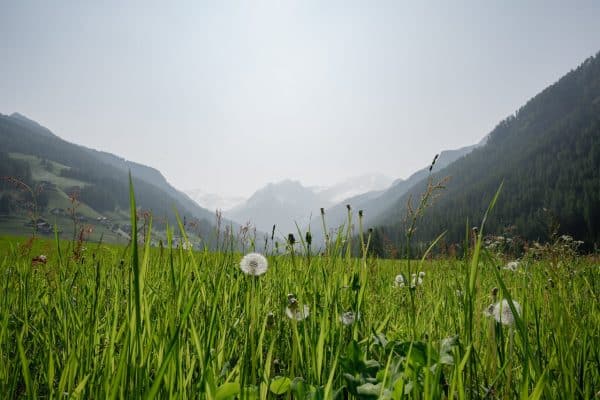 Lush mountain meadow with dandelions in summer