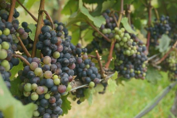 Grapes at a winery in Okanagan Lake, Canada